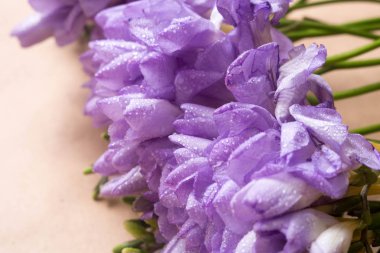 Menekşe bahar çiçek makro resmi waterdrops ile