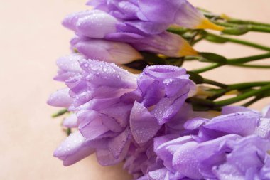 Menekşe bahar çiçek makro resmi waterdrops ile