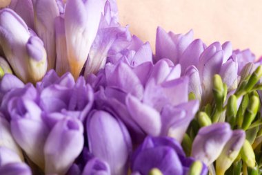 Menekşe bahar çiçek makro resmi waterdrops ile