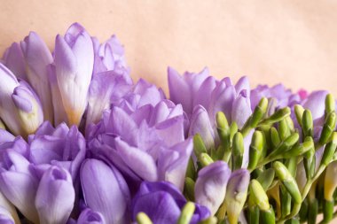 Menekşe bahar çiçek makro resmi waterdrops ile