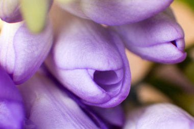 Menekşe bahar çiçek makro resmi waterdrops ile