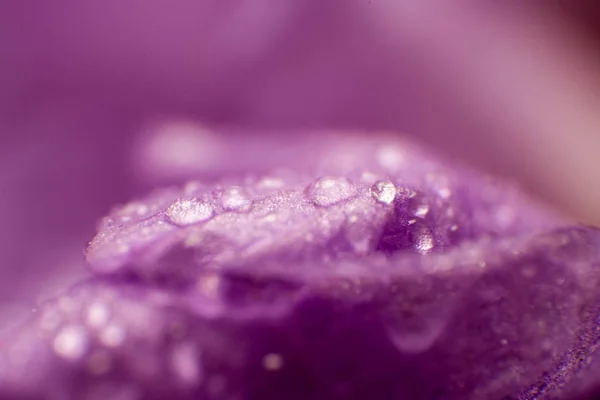 Flores de primavera violeta macro imagem com gotas de água — Fotografia de Stock