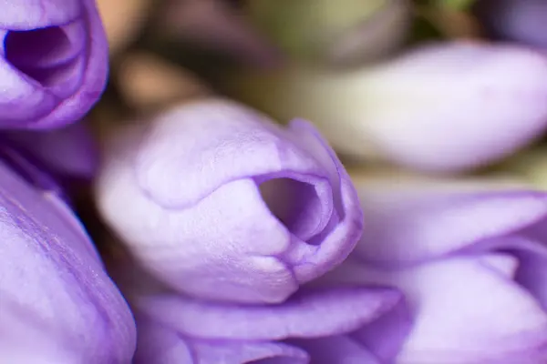 Flores de primavera violeta macro imagem com gotas de água — Fotografia de Stock