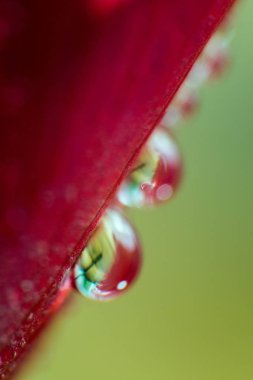 sevgi ve su ile romantik duygular kırmızı gül yaprakları makro resmi sembolü damla