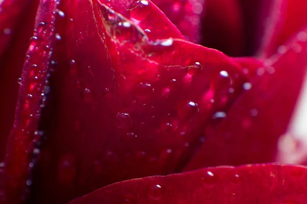 Σύμβολο της αγάπης και ρομαντικά συναισθήματα κόκκινο ροδοπέταλα μακροεντολή εικόνα με νερό σταγόνες — Φωτογραφία Αρχείου