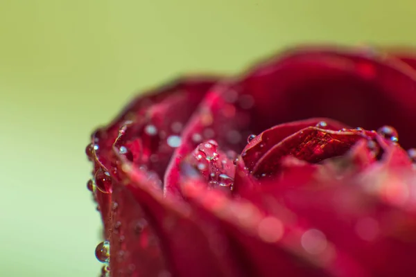 Símbolo de amor e sentimentos românticos vermelho rosa pétalas macro imagem com gotas de água — Fotografia de Stock