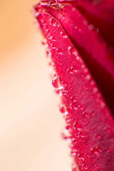 Símbolo de amor e sentimentos românticos vermelho rosa pétalas macro imagem com gotas de água — Fotografia de Stock