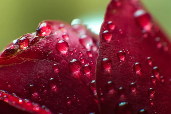 Símbolo de amor e sentimentos românticos vermelho rosa pétalas macro imagem com gotas de água — Fotografia de Stock