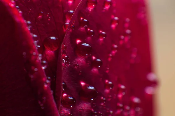 Símbolo de amor e sentimentos românticos vermelho rosa pétalas macro imagem com gotas de água — Fotografia de Stock