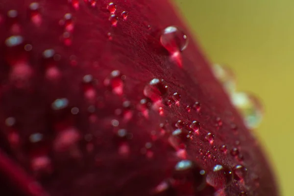 Símbolo de amor y sentimientos románticos pétalos de rosa roja macro imagen con gotas de agua — Foto de Stock