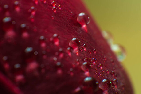 symbol of love and romantic feelings red rose petals macro picture with water drops
