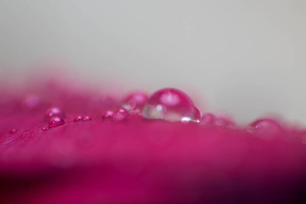 symbol of love and romantic feelings red rose petals macro picture with water drops