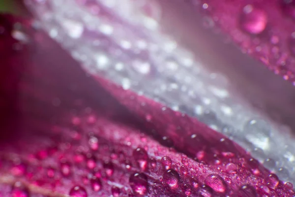 Símbolo de amor e sentimentos românticos vermelho rosa pétalas macro imagem com gotas de água — Fotografia de Stock