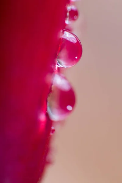 Símbolo de amor e sentimentos românticos vermelho rosa pétalas macro imagem com gotas de água — Fotografia de Stock