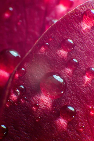 Symbol der Liebe und romantischen Gefühle rote Rosenblätter Makrobild mit Wassertropfen — Stockfoto