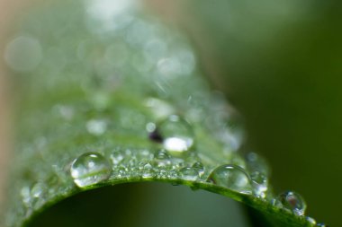 Bahar ve yaz yeşil yapraklar waterdrops makro resimle