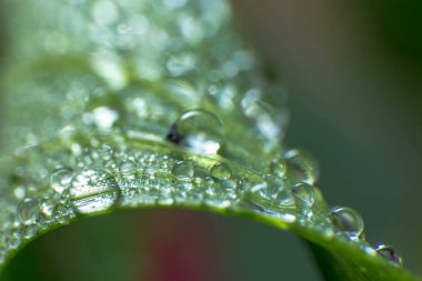 Bahar ve yaz yeşil yapraklar waterdrops makro resimle