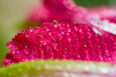 Bahar ve yaz yeşil yapraklar waterdrops makro resimle