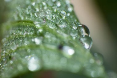 Bahar ve yaz yeşil yapraklar waterdrops makro resimle