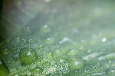 Bahar ve yaz yeşil yapraklar waterdrops makro resimle