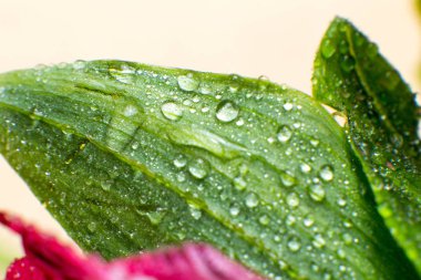 Bahar ve yaz yeşil yapraklar waterdrops makro resimle