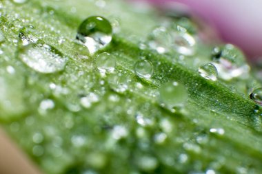 Bahar ve yaz yeşil yapraklar waterdrops makro resimle