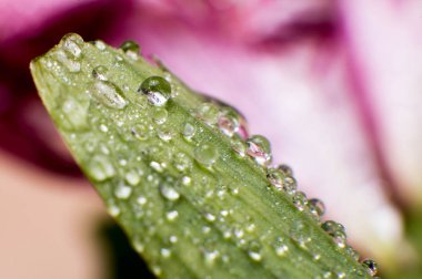 Bahar ve yaz yeşil yapraklar waterdrops makro resimle