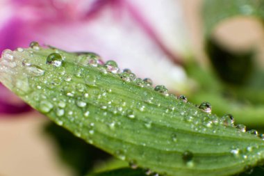 Bahar ve yaz yeşil yapraklar waterdrops makro resimle