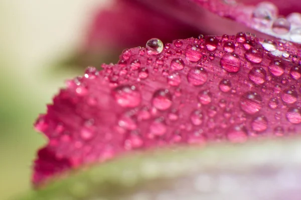 Bahar ve yaz yeşil yapraklar waterdrops makro resimle — Stok fotoğraf