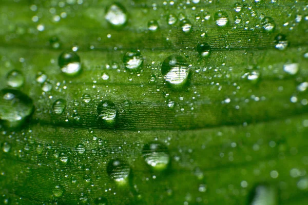 Spring and summer green leafs with waterdrops macro picture — Stock Photo, Image