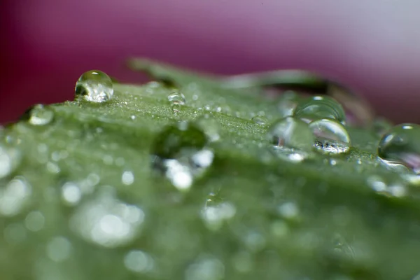 Primavera e verão folhas verdes com cachoeiras macro imagem — Fotografia de Stock