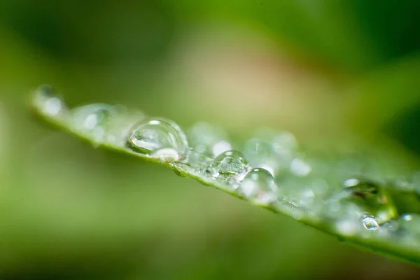 春と夏の緑葉と水滴マクロ写真 ストックフォト