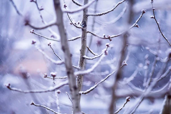겨울 눈이 나무 가지 배경에 대 한 유용한 — 스톡 사진