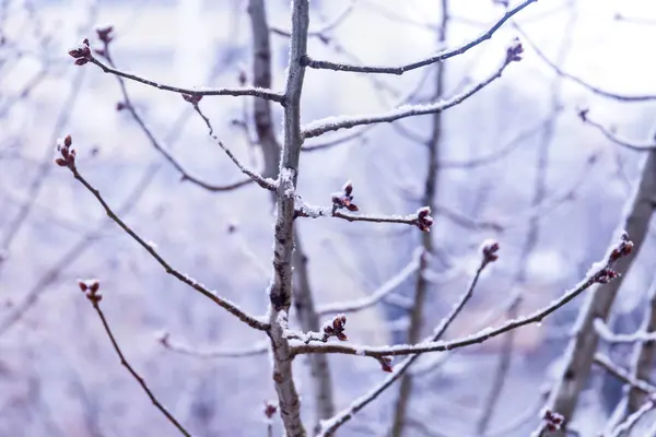 Rama de árbol nevado de invierno útil para el fondo —  Fotos de Stock