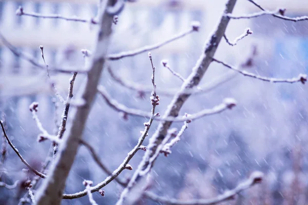 Inverno ramo d'albero innevato utile per lo sfondo — Foto Stock