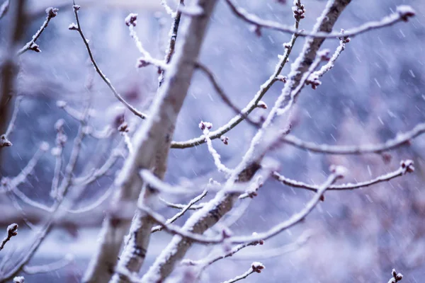 Rama de árbol nevado de invierno útil para el fondo —  Fotos de Stock