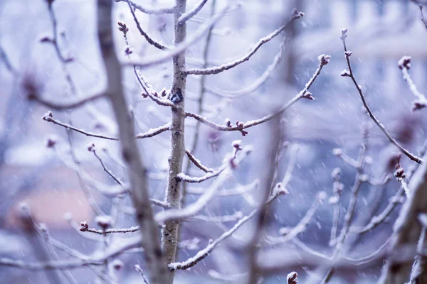 Inverno ramo d'albero innevato utile per lo sfondo — Foto Stock