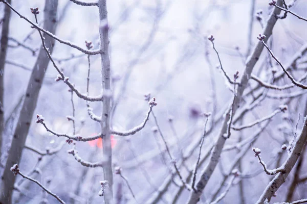 Zimowe zasypani drzewo gałąź przydatne dla tła — Zdjęcie stockowe