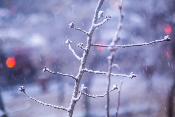 Kış kar yağdı ağaç dalı için arka plan yararlı — Stok fotoğraf