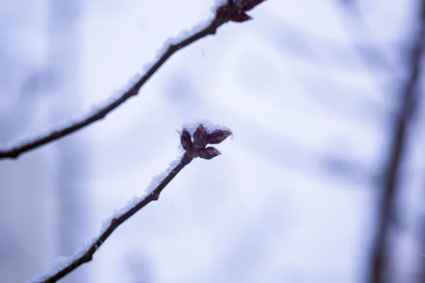 Зимой снежные ветви деревьев полезны для фона — стоковое фото