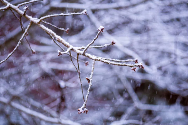 Rama de árbol nevado de invierno útil para el fondo —  Fotos de Stock