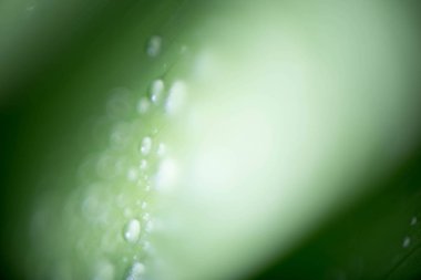 Güzel yeşil tropic palmiye yaprağı ile su damlaları