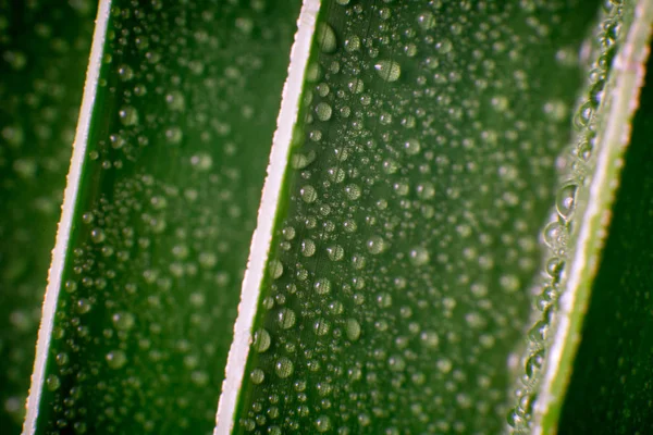 Folha de palmeira tropical verde bonita com gotas de água — Fotografia de Stock