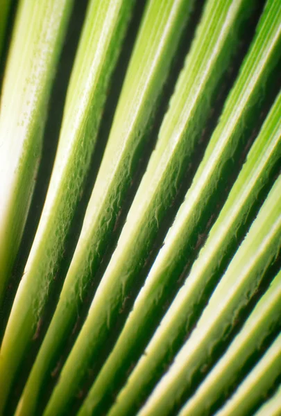 Bella foglia di palma tropicale verde con gocce d'acqua — Foto Stock