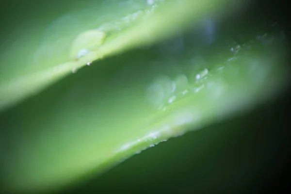 Folha de palmeira tropical verde bonita com gotas de água — Fotografia de Stock