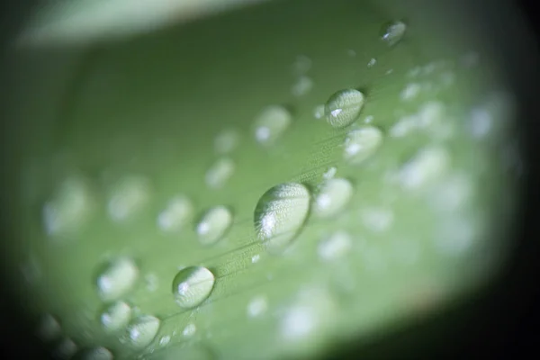 Folha de palmeira tropical verde bonita com gotas de água — Fotografia de Stock