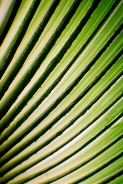 Bella foglia di palma tropicale verde con gocce d'acqua — Foto Stock