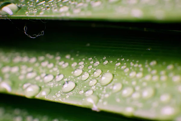 Folha de palmeira tropical verde bonita com gotas de água — Fotografia de Stock