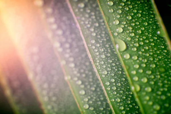 Hermosa hoja de palma tropical verde con gotas de agua — Foto de Stock