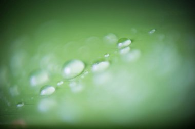 Güzel yeşil tropic palmiye yaprağı ile su damlaları